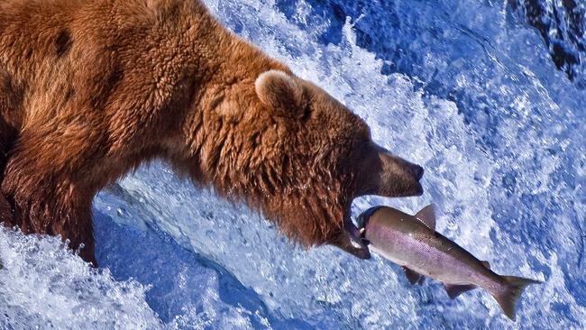 Grizzly Bears at Katmai National Park, Alaska, US.Sunday Escape pointer