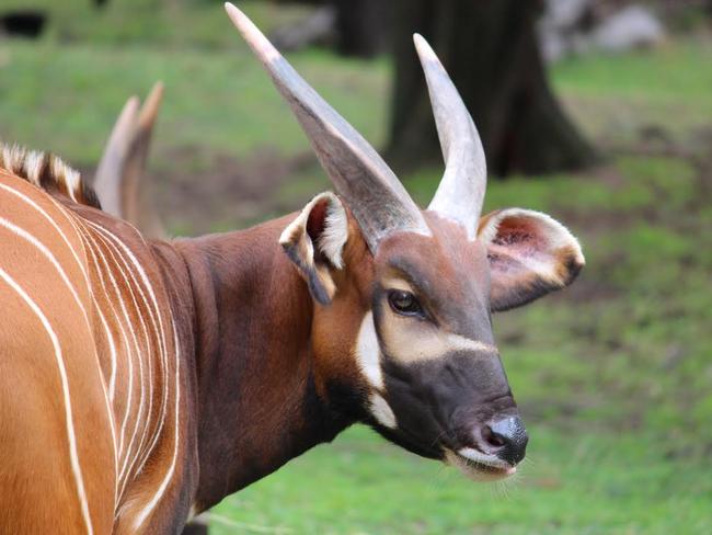 Zoo Confidential: Inside Taronga Western Plains Zoo at Dubbo | Daily ...