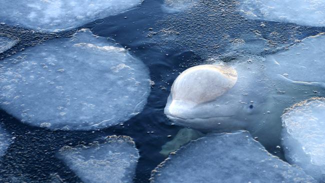 A whale in a marine containment facility in Srednyaya Bay near Vladivostok, which has been investigated by Russian prosecutors who have called the capture illegal. Animal rights activists say more than 100 whales are being kept in small, crowded pools in what environmentalists are calling a whale prison off the Russian coast. Picture: AP