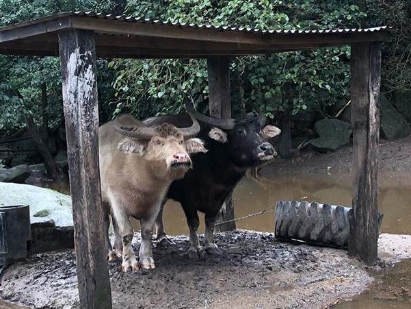 Pictured flooding during heavy rains at Shoalhaven zoo , https://www.instagram.com/p/CDp4XdfH8Ne/