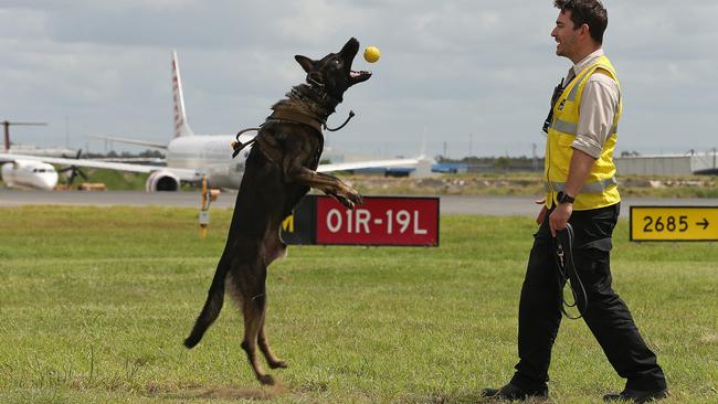 Brisbane Airport Corporation wildlife management and planning co-ordinator Jackson Ring with Ozzie, the latest weapons against birdstrikes. Picture: Lyndon Mechielsen