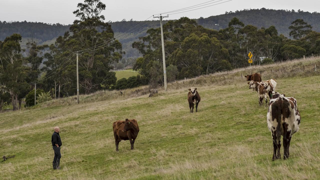 He rears 55 cows on 100 hectares northwest of Bruny Island. Picture: Phillip Biggs