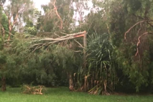 Trees were damaged during ferocious storms at Currimundi on Saturday.