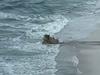 Council responds to bulldozer driving into surf at GC beach