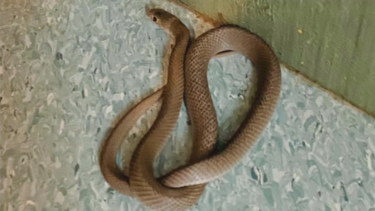 Deadly brown snake uncovered by student in Adelaide classroom