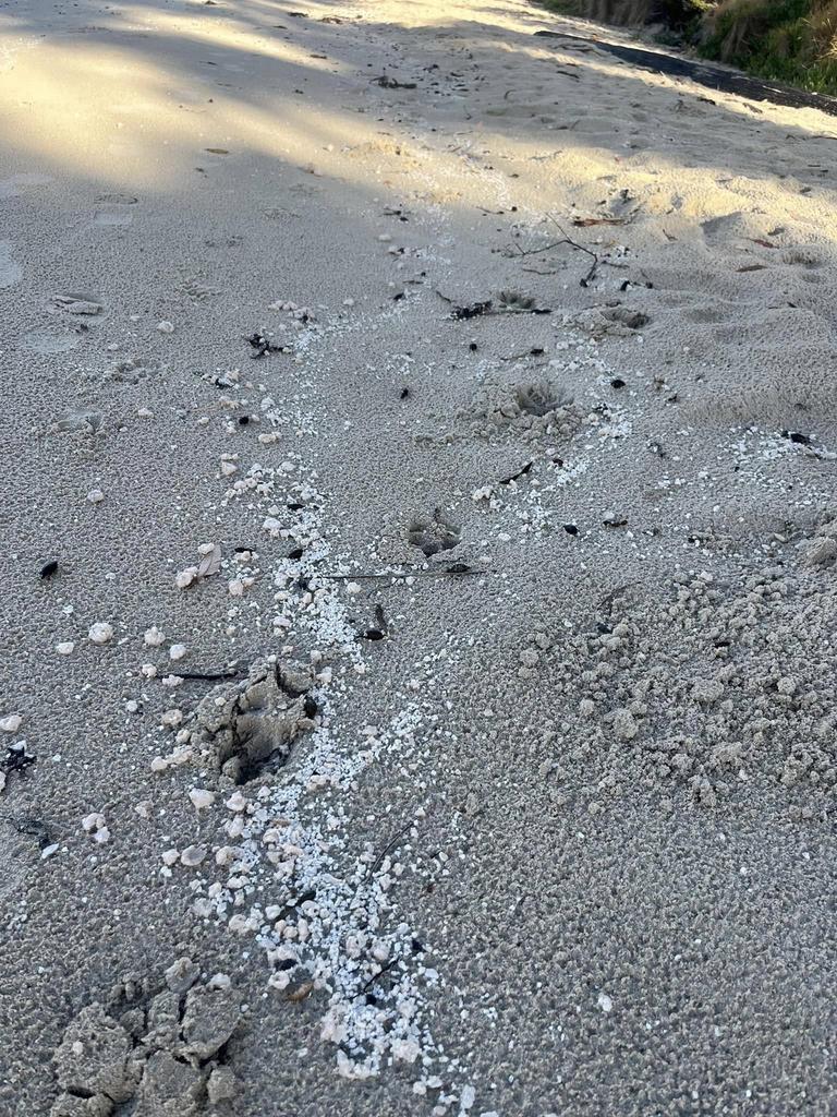 "Foul-smelling chunks" wash up on Verona Sands Beach. Picture: Neighbours of Fish Farming.