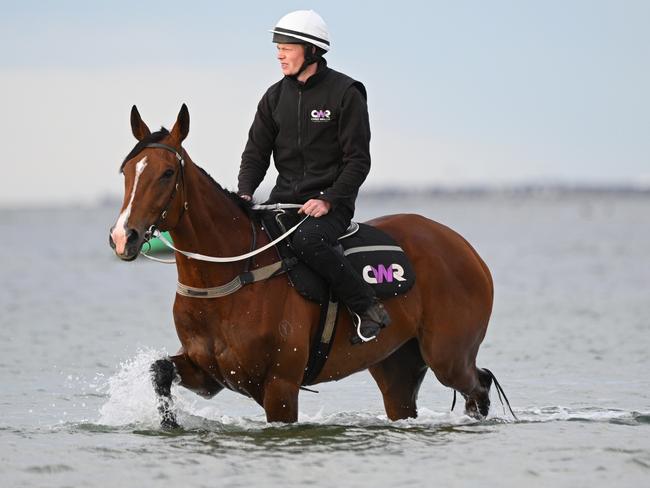 MELBOURNE, AUSTRALIA - OCTOBER 27: Cox Plate winner Via Sistina during a recovery session at Altona Beach on October 27, 2024 in Melbourne, Australia. (Photo by Vince Caligiuri/Getty Images)