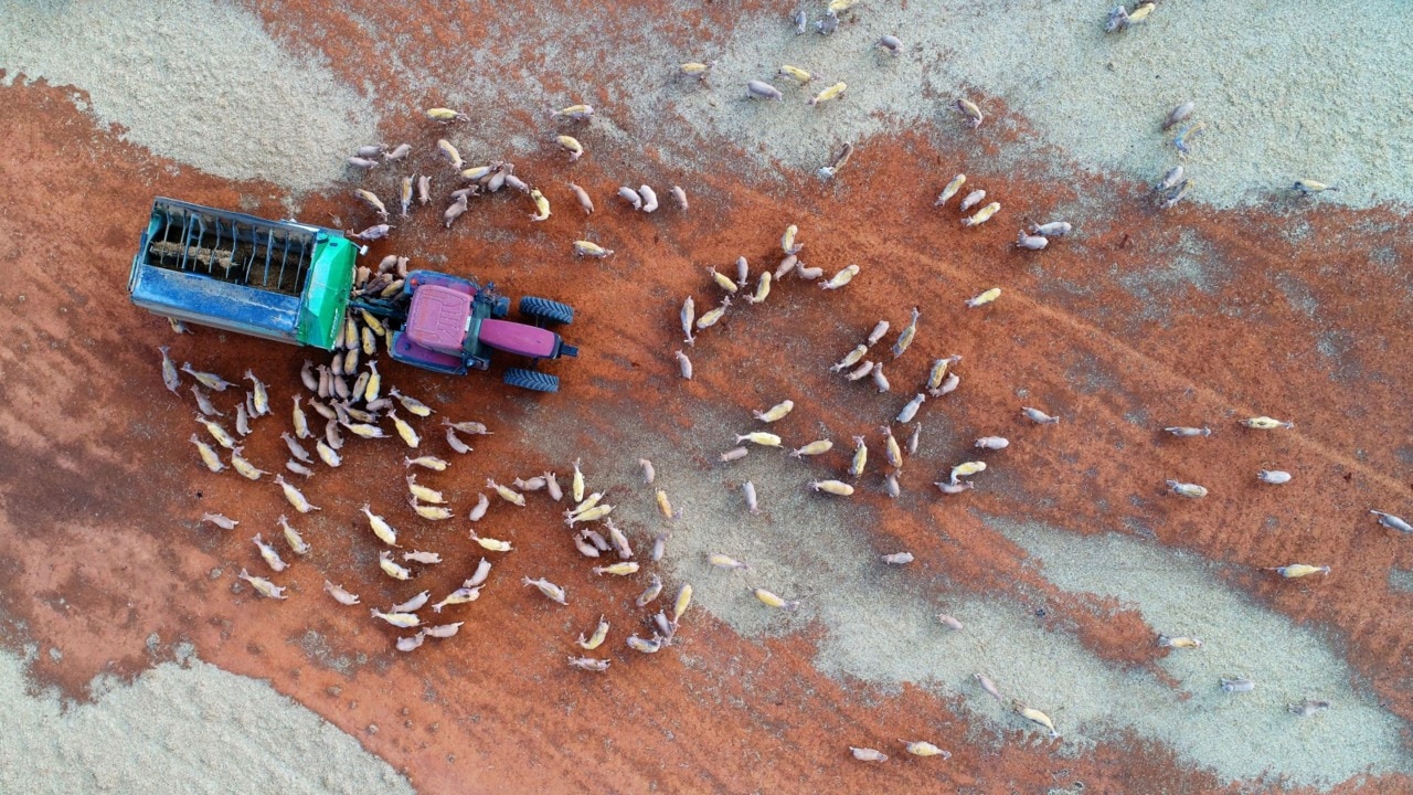 NSW Farmers Association looks to banks for relief for struggling farmers