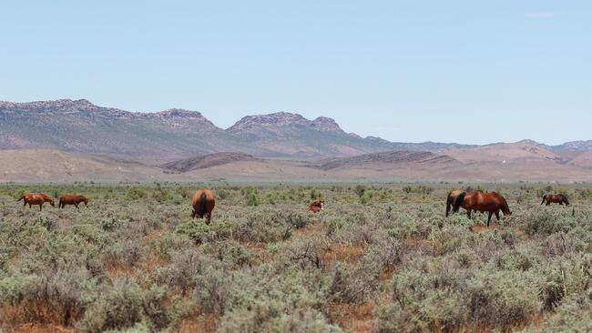 Idyllic Barndioota, to the northwest of Hawker, has been pinpointed for a proposed nuclear waste dump. Picture: Dylan Coker