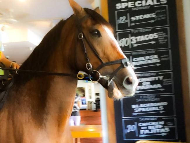 Even the horses want to get in on the action at Bondi's Beach Road Hotel. Source: Twitter/ @uhmprettymonika