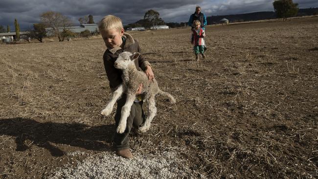 Harry tries to feed a lamb orphaned from the flock with cotton seed. The farm is almost devoid of grass, with dust and weeds the only constant across the property. Picture: Getty