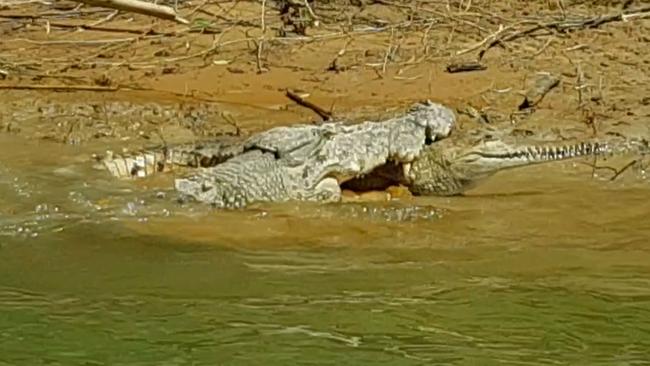 Wendy Higgs and her son Ryan spotted this croc eat croc encounter while fishing on the Daly River. Pictures: Wendy Higgs