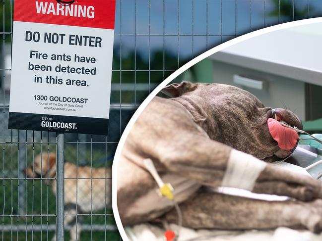 Signs at Bayview Park in Hollywell, where fire ants have been detected. Picture: Glenn Campbell