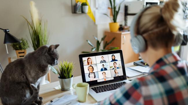 Portrait of modern worker at home teleconferencing with colleagues while cuddling her cat