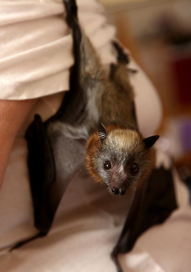 A baby grey headed flying fox hanging out. Picture: Justin Sanson