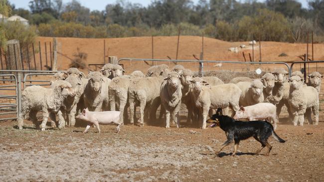 Worsening drought conditions in Victoria's northwest take its toll on farmers and the community in the region. Picture: Alex Coppel.