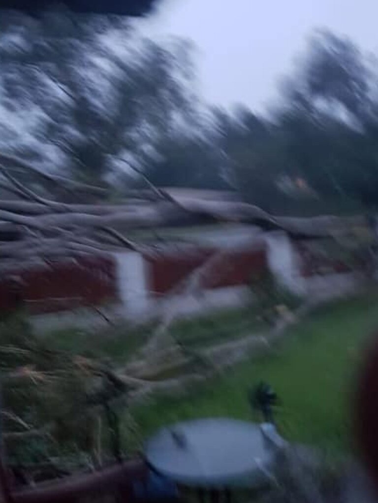 Tree falls onto road and cars, Townsville. Pic source: Celine Scheiner