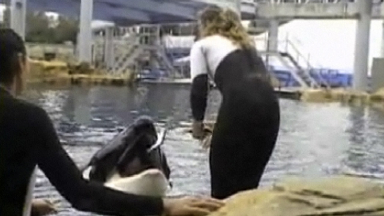 Trainer Dawn Brancheau with Tilikum before the accident. Picture: Todd Connell/AP