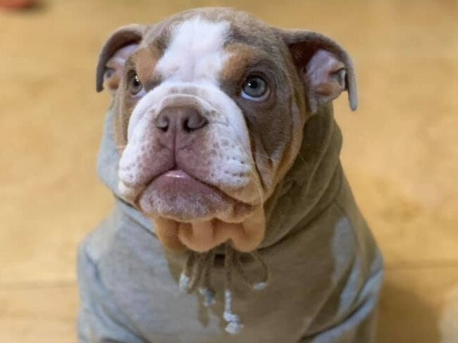Two-year-old Biggie was allegedly taken from his Gold Coast home on March 21. Pic: Bring Biggie Home
