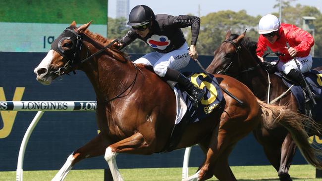 Gin Martini is set for Group 1 glory in the Sydney Cup. Picture: Grant Guy