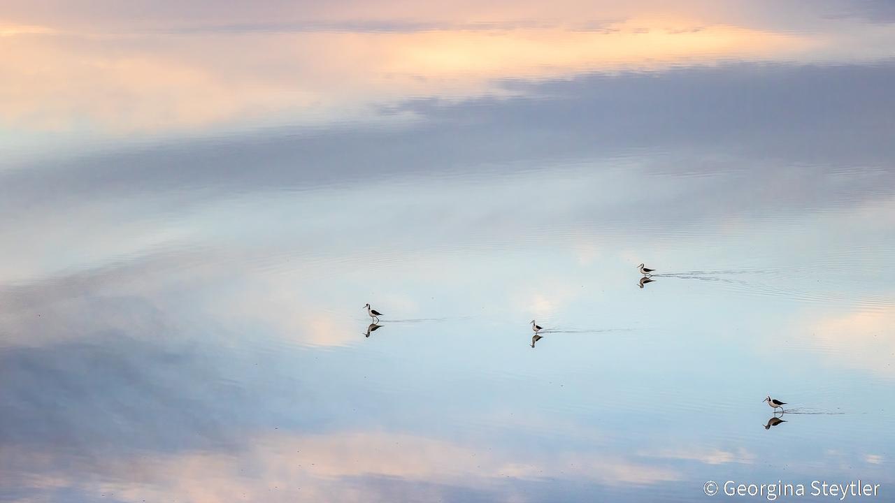 Animal Habitat runner-up ‘Stilted reflections’ by Georgina Steytler. Picture: Georgina Steytler/Australian Geographic Nature Photographer of the Year 2021