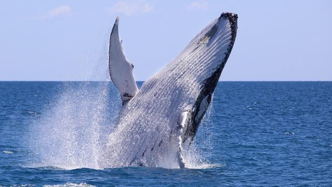 HOLD FOR QLD TOURISM CAMPAIGN AUG 23. Humpback whales at Hervey Bay on Queensland's Fraser Coast. - Must Credit Tracy Farr Tourism and Events Queensland