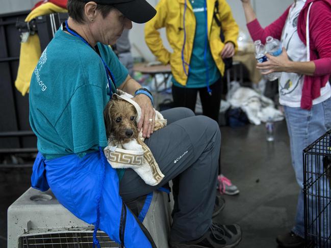A vet holds a dog at a shelter in the George R. Brown Convention Center during the aftermath of Hurricane Harvey on August 28, 2017 in Houston, Texas. Rescue teams in boats, trucks and helicopters scrambled Monday to reach hundreds of Texans marooned on flooded streets in and around the city of Houston before monster storm Harvey returns. Picture: AFP