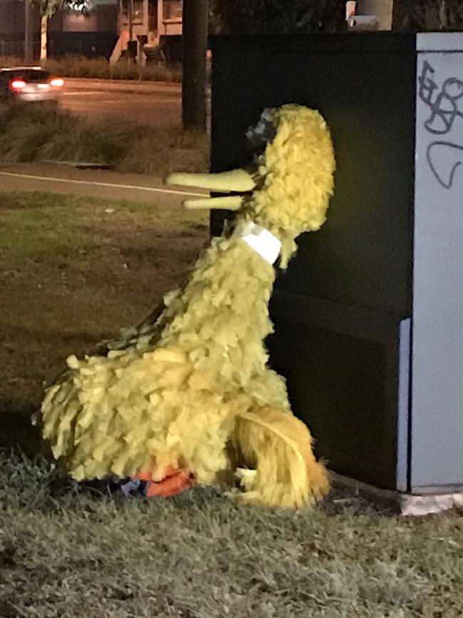 Big Bird was returned to the circus two days after he was allegedly taken. Picture: Peter Caldicott/7 News Adelaide