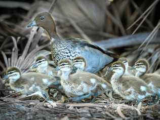 LOVE A DUCK: Plucky cadet reporter risks severe damage to push-bike saving ducklings. Picture: Mike Richards GLA250918DUCK