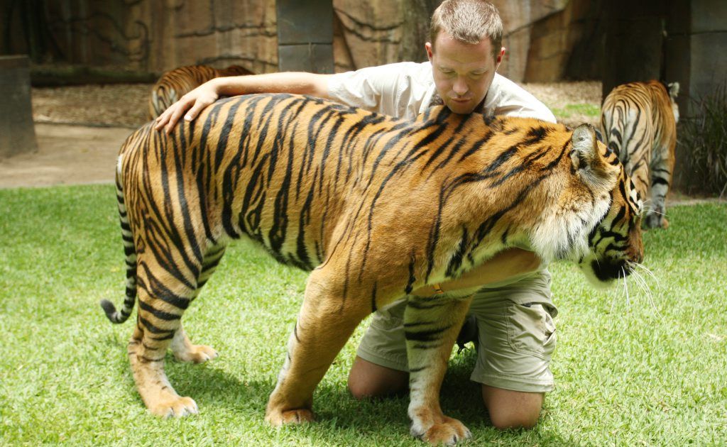 Tiger Temple is a roaring success | The Courier Mail