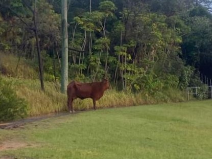 The animal is believed to have been caught up in floodwaters devastating Northern NSW. Picture: Dean Lock