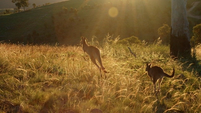 Canberra wineries: Five gorgeous vineyards for the perfect ACT weekend ...