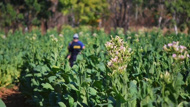 Illegal tobacco crops are seen as high return, low risk investments from crime syndicates.