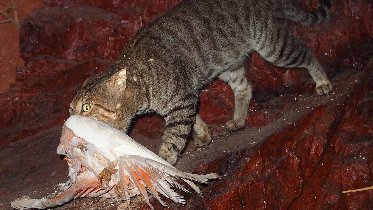 A feral cat with its night-time kill. Picture: Contributed