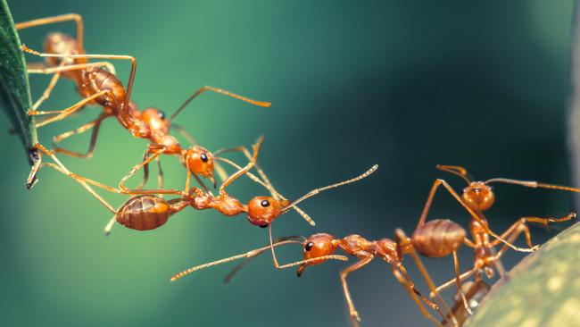 Who would have thought there were 20 quadrillion ants on Earth? Picture: iStock.