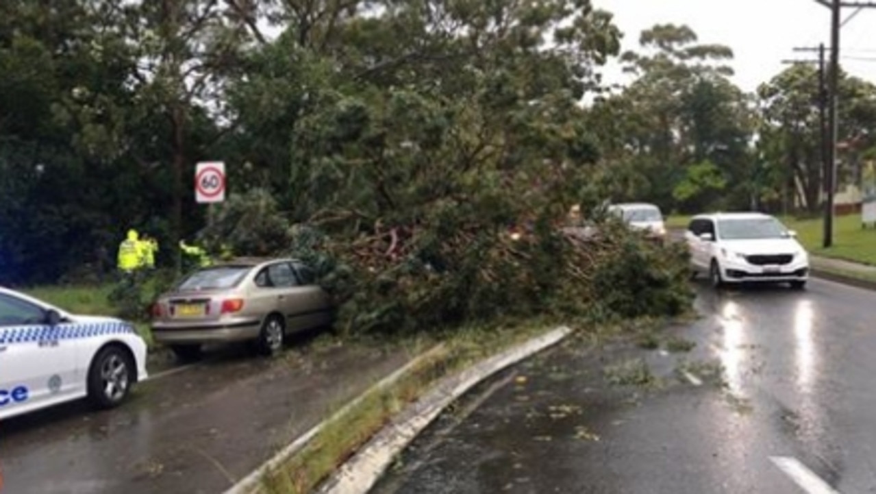 A tree fell on two police officers in North Ryde this morning.