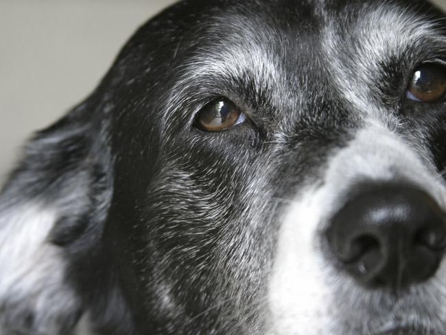 Caring for an elderly dog