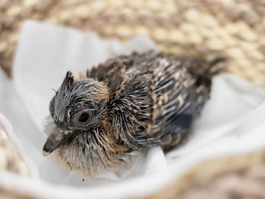 What To Do If You Find A Baby Bird: RSPCA Checklist | PHOTOS | The ...