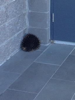 Enrique the Echidna has been freed from the concrete jungle.