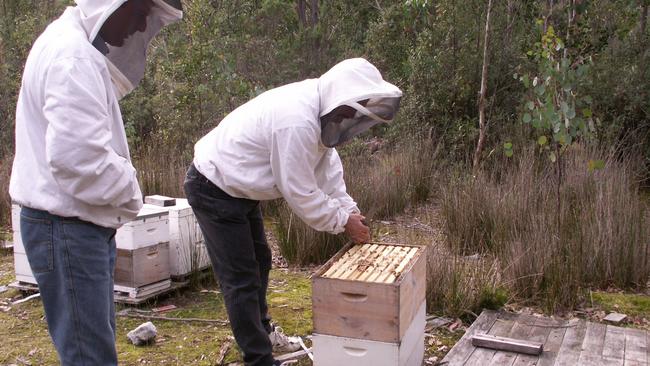  File photo of Tasmanian beekeepers at work. 