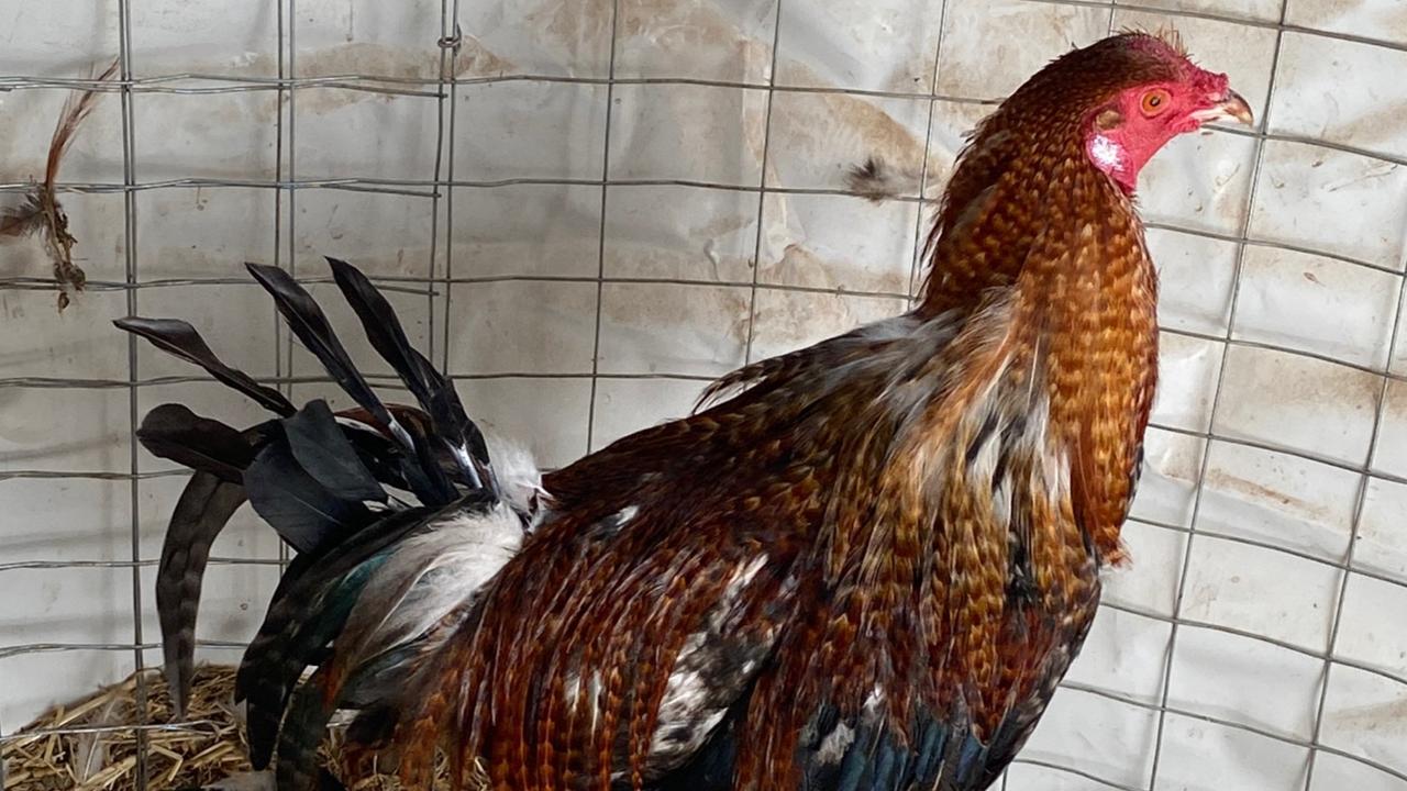 Rspca Investigators Bust Alleged Cockfighting Ring Au — Australias Leading News Site 