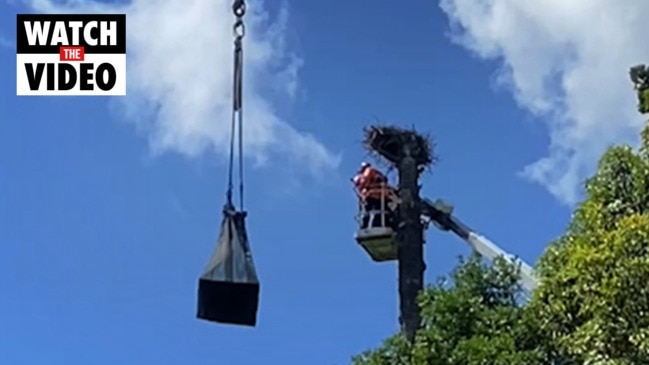 An osprey nest is relocated in an elaborate operation on the Gold Coast thumbnail