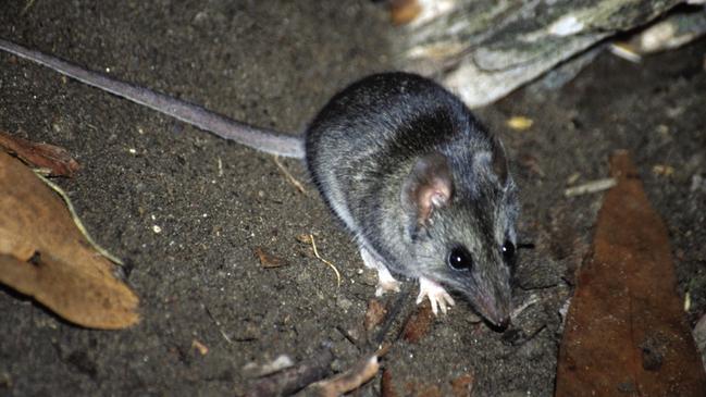 Kangaroo Island dunnarts have lost much of their habitat in the region’s fires over December and January. Picture: Jody Gates.