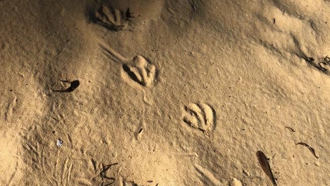 Penguin footprints at Stone Beach.