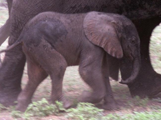 Africa Pics: Baby elephant only one day old in Hwange National Park. Picture: Fiona Harding