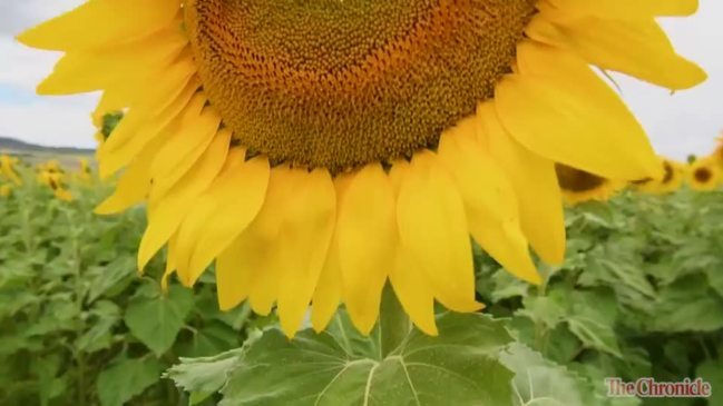 Drone-planted sunflowers