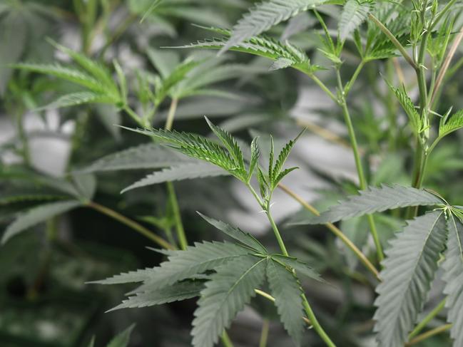 John Elferink was out for a Sunday run when he discovered bags of cannabis plants dumped on the side of the road. Picture: ROBYN BECK / AFP