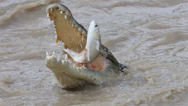 A classic catch at Cahills Crossing. Picture: Linda James