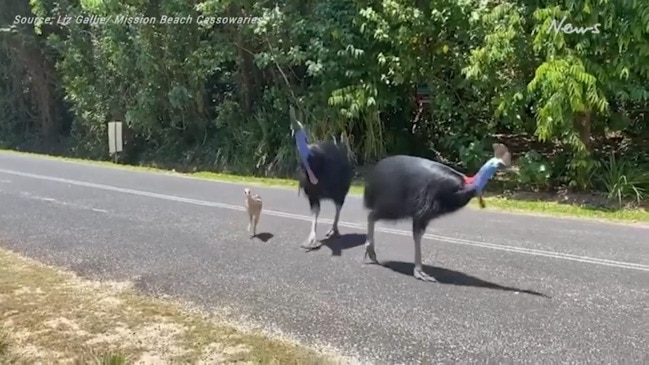 Cassowary and chicks navigate Bingil Bay Road in Mission Beach, Far North Queensland