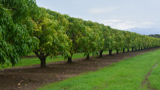 Darling Downs farms to be used for COVID quarantine as workers flock to region